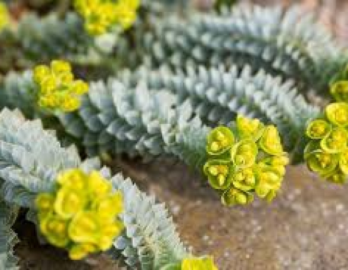 Euphorbia