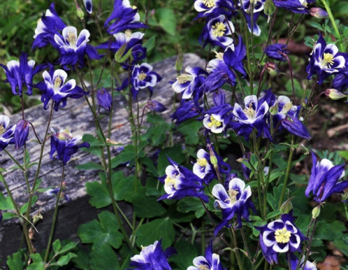 Căldărușă ´Blue White´