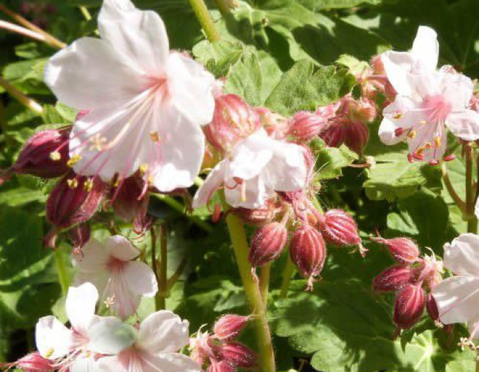 Ciocul berzei ´Spessart´