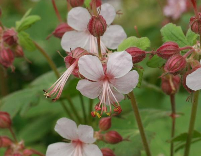 Ciocul berzei ´Spessart´