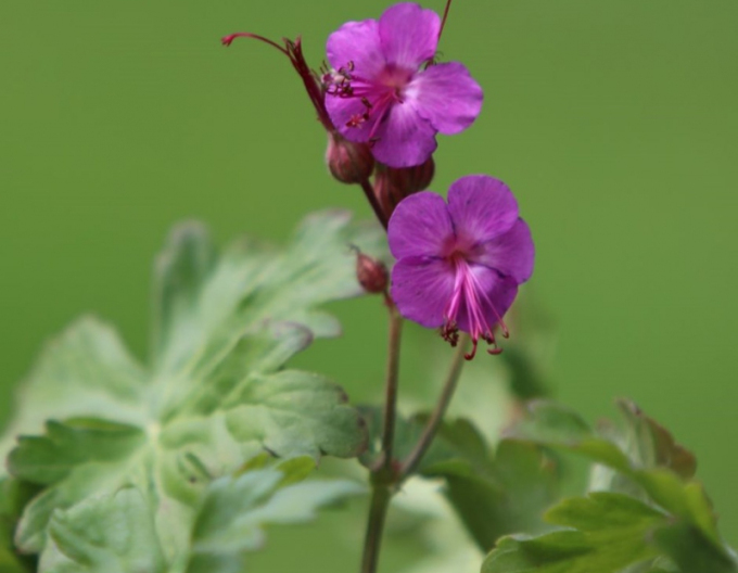 Ciocul berzei Bevans Variety