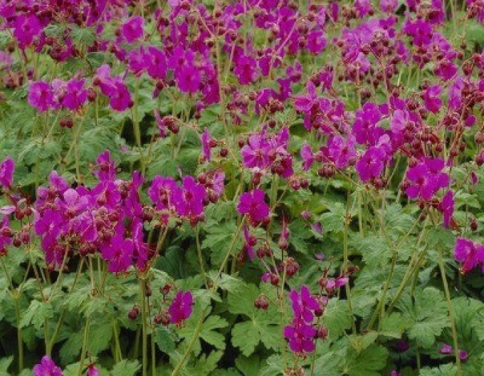 Ciocul berzei Bevans Variety