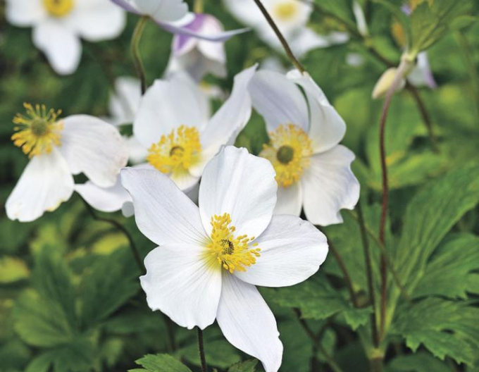 Anemonă-Albă ca Zăpada