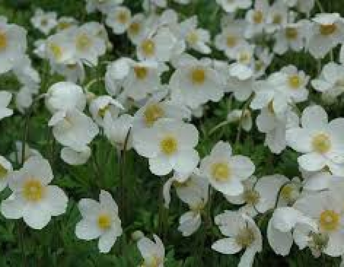 Anemonă-Albă ca Zăpada