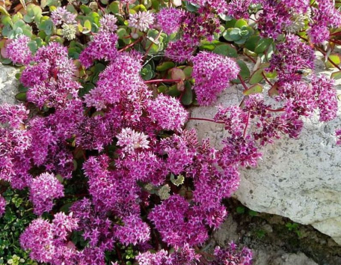 Stonecrop Bright Pink