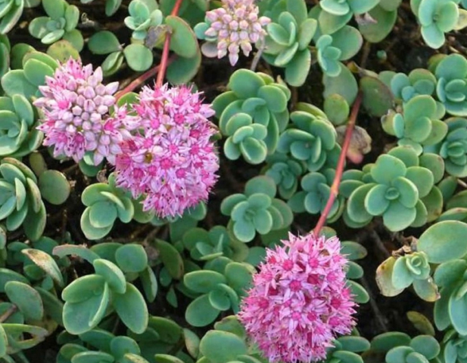 Stonecrop Bright Pink