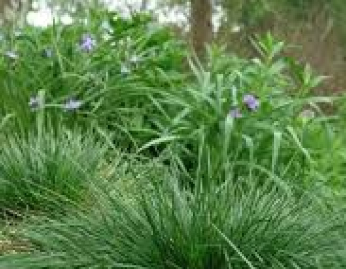 Deschampsia ´Goldtau´ 2l