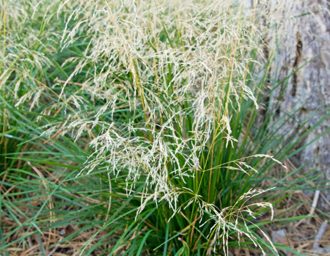 Deschampsia ´Goldtau´ 2l