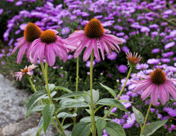 Echinacea purpurea Magnus