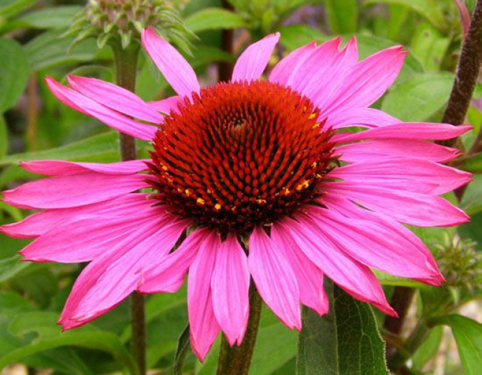 Echinacea purpurea Magnus