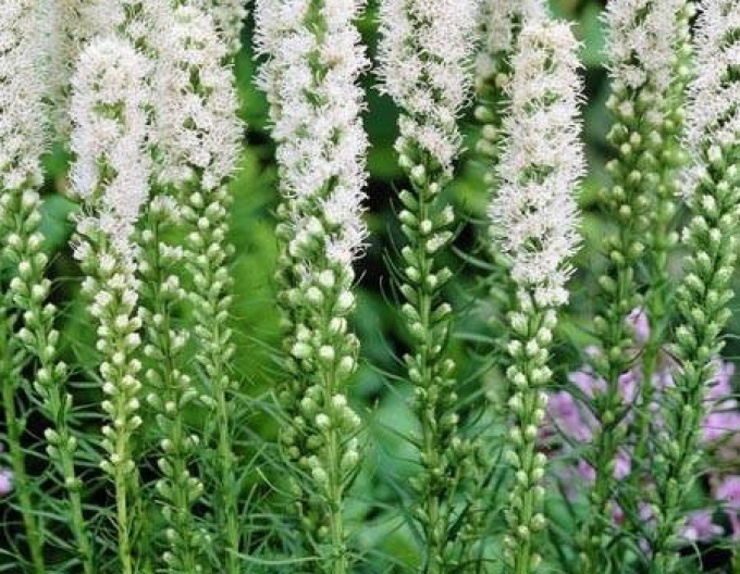 Liatra Floristan White