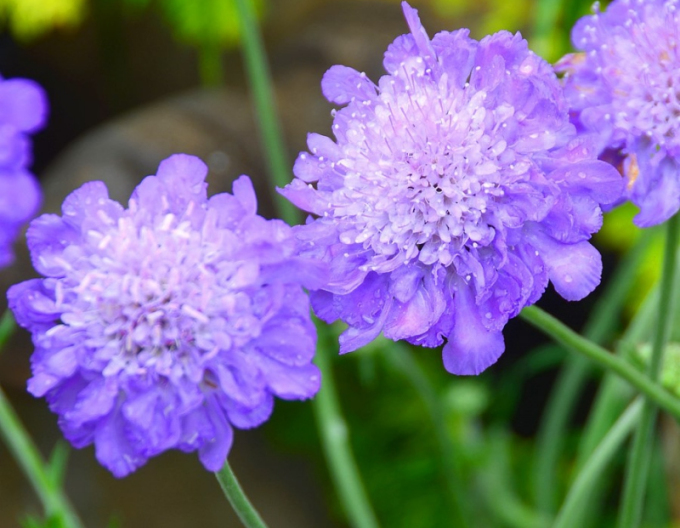 Scabiosa- Blue