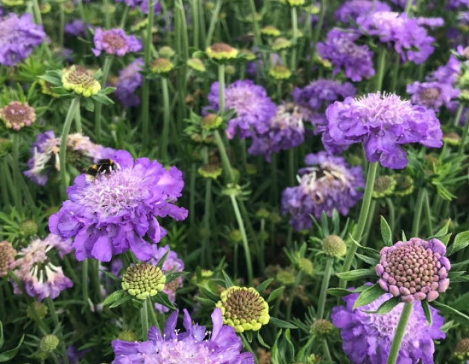 Scabiosa- Blue