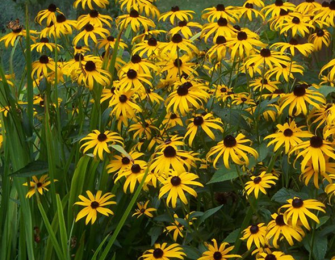 Rudbeckia ´Goldsturm´ 1l