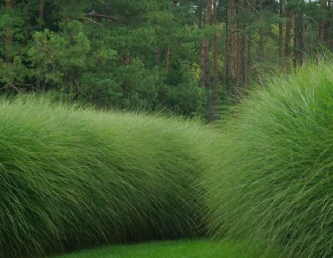 Miscanthus sinensis ´Gracillimus´ 2l