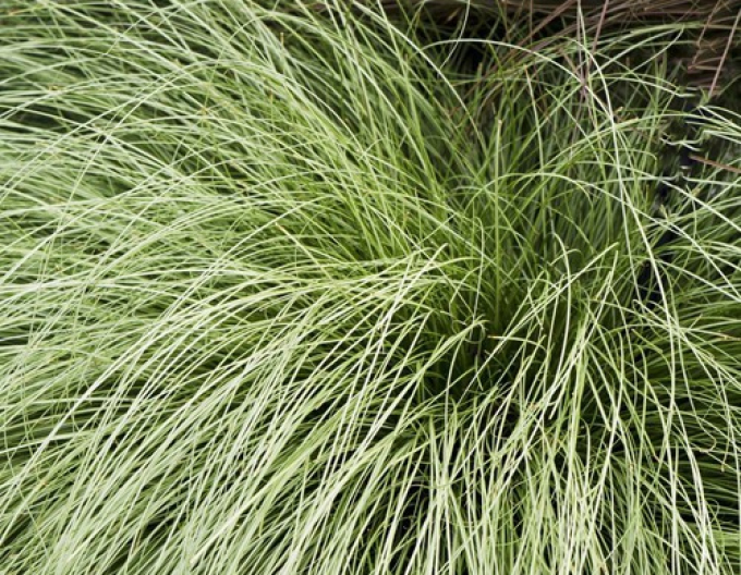 Iarbă de păr ´Amzon Mist´