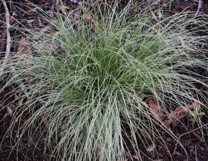 Iarbă de păr ´Amzon Mist´