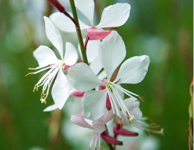 Gaura ʹVârtej de fluturiʹ