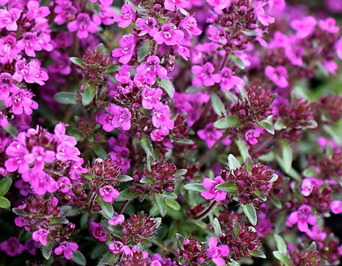 Cimbrișor ´Red Carpet´