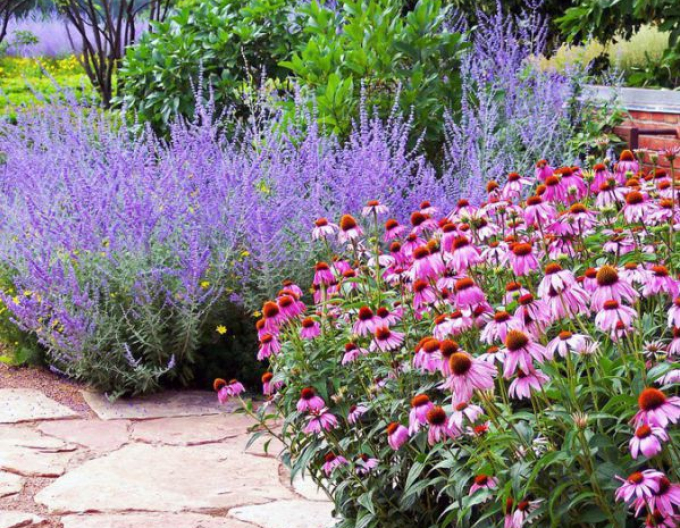 Salvie rusească - Perovskia ´Russian Sage´