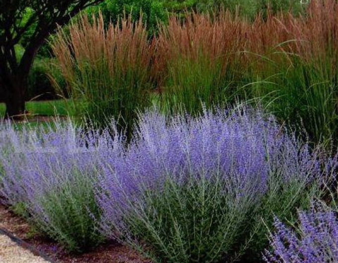 Salvie rusească - Perovskia ´Russian Sage´