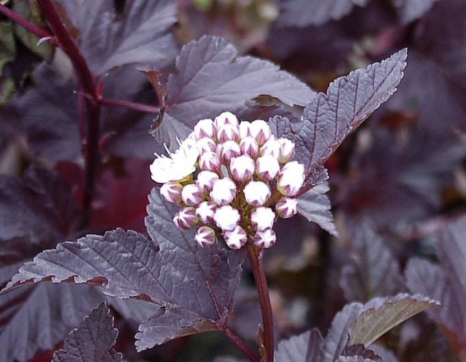 Physocarpus  Red Baron