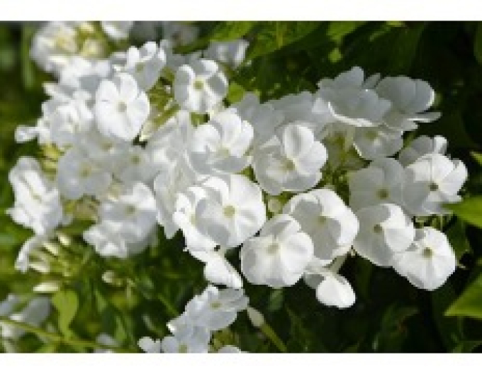 Flox Sweet Summer Snow