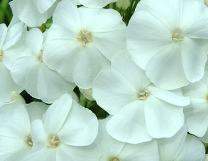 Flox Sweet Summer Snow