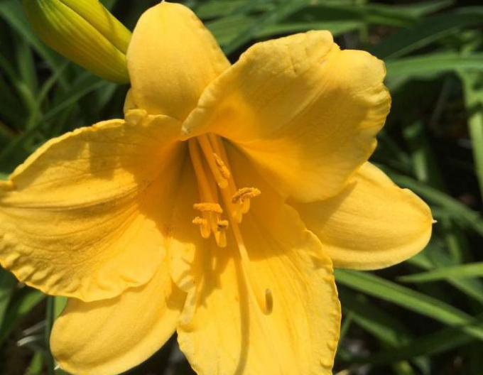 Crin de o zi ´Stella ´d´Oro´