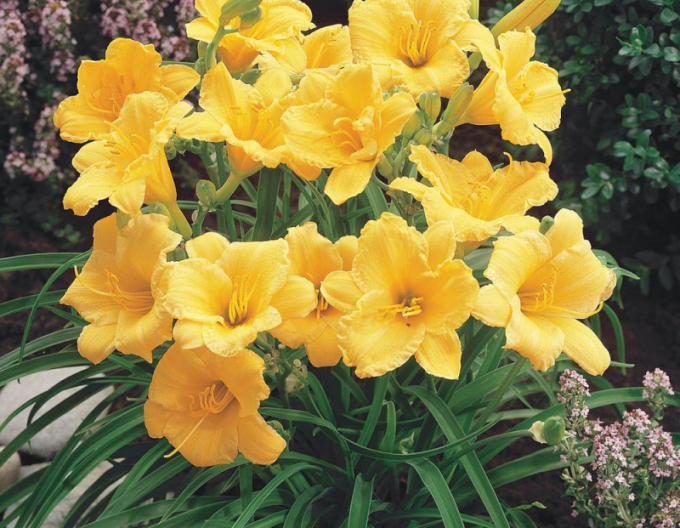 Crin de o zi ´Stella ´d´Oro´