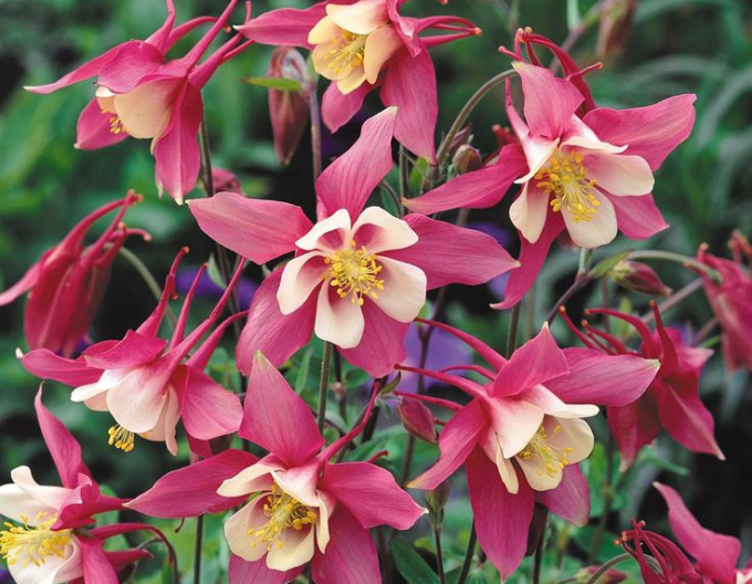 Căldărușă ´Rose White´