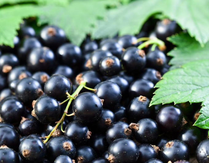 Coacăz negru ´Ojebyn´ pom fructifer, rădăcină liberă