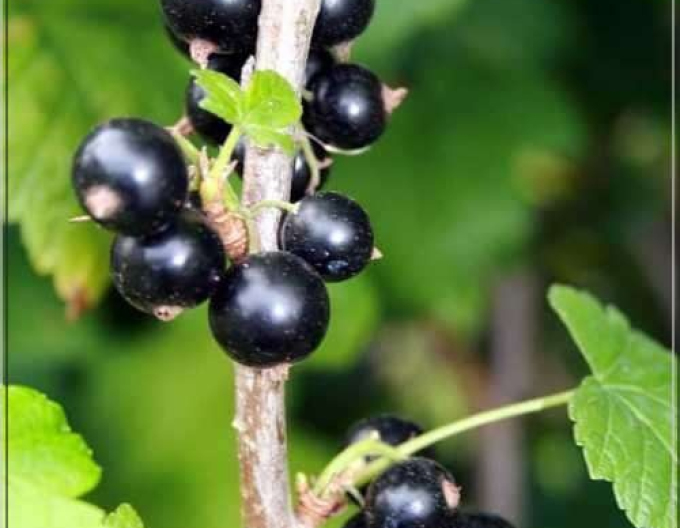 Coacăz negru ´Ojebyn´ pom fructifer, rădăcină liberă