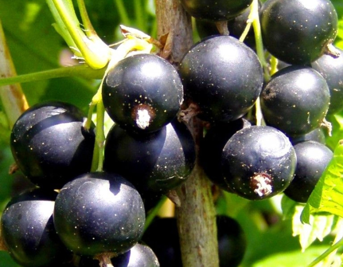 Coacăz negru ´Ojebyn´ pom fructifer, rădăcină liberă