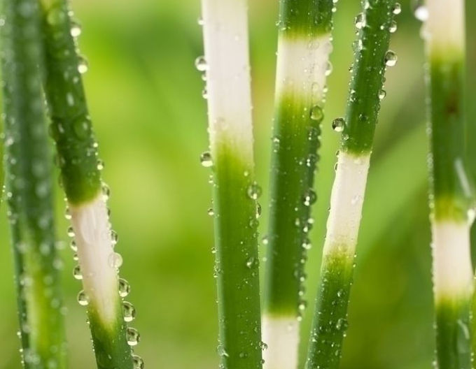 Eșarfă cu dungi ´Zebrinus´