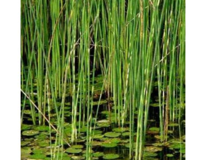 Eșarfă cu dungi ´Zebrinus´