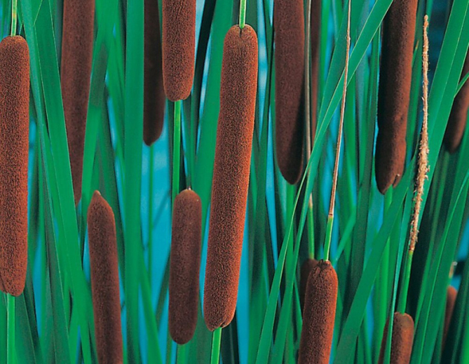 Typha cu frunze înguste