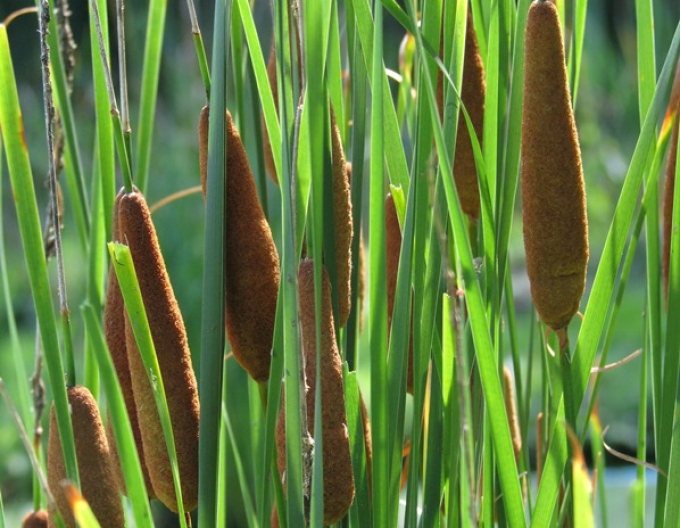 Typha cu frunze înguste