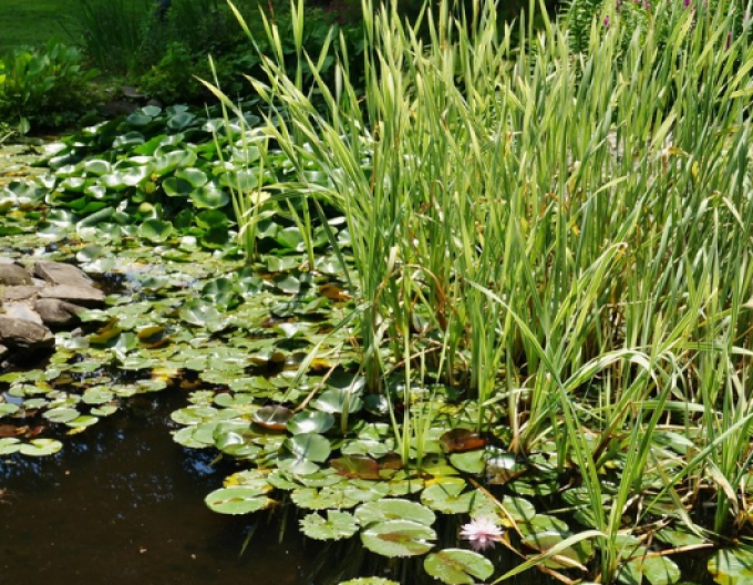 Iarbă albă  cu frunze largi