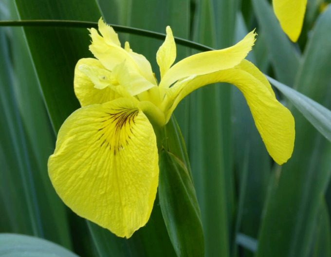 Iris galben Variegata