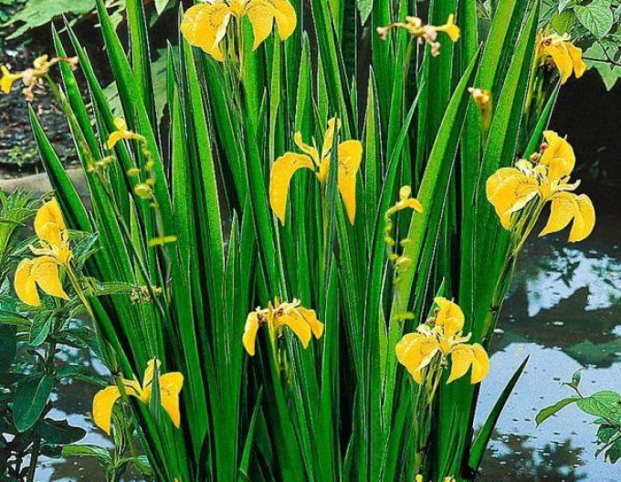 Iris galben Variegata