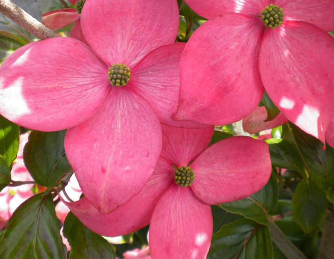 Cornus cousa ´Satomi´