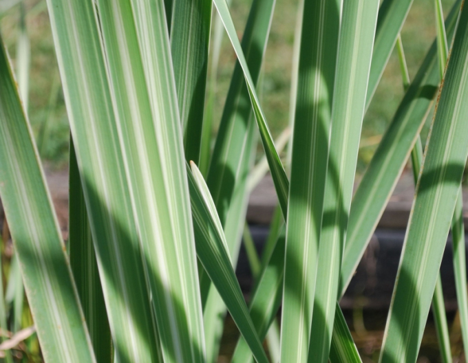 Iarbă albă  cu frunze largi