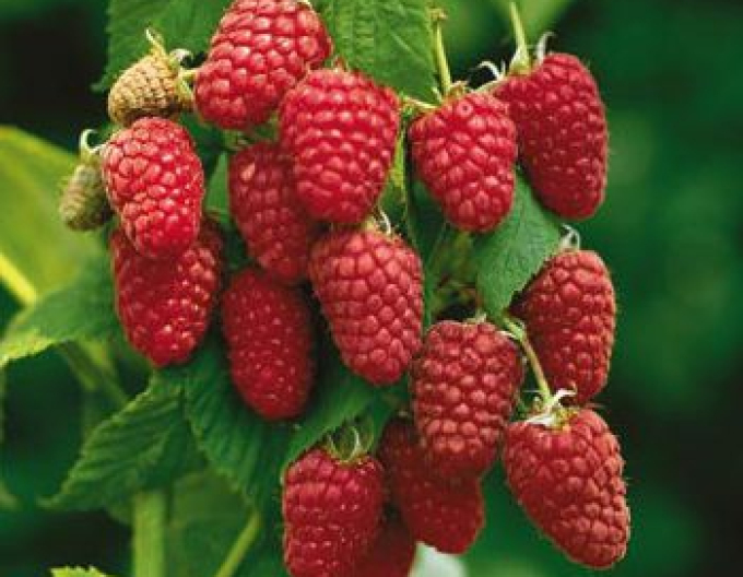 Zmeură roșie ´Autumn Bliss´ - remontantă