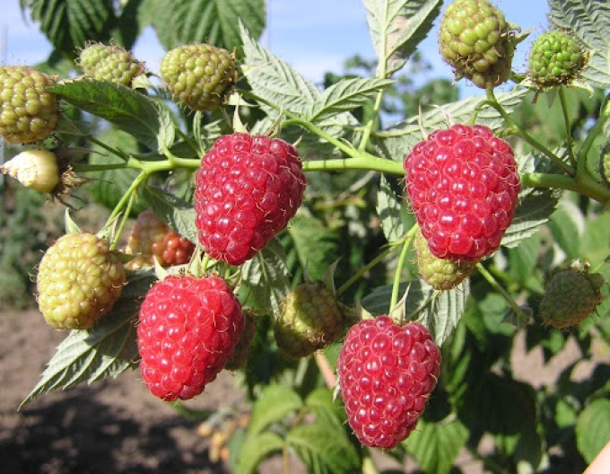 Zmeură roșie ´Autumn Bliss´ - remontantă