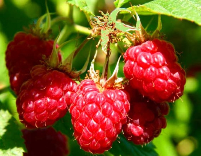 Zmeură roșie Willamette