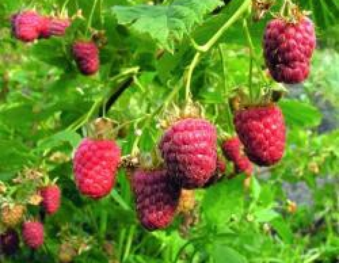 Zmeură roșie Willamette