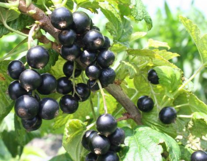 Coacăz negru ´Cassisima Noiroma´ tufă