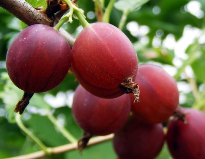 Agriș Captivator  - tufă