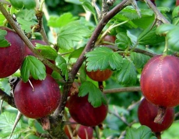 Agriș Captivator  - tufă